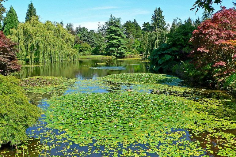 ботанический сад Ванкувера
