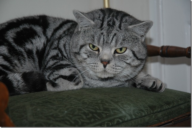 Британская кошка необычного окраса