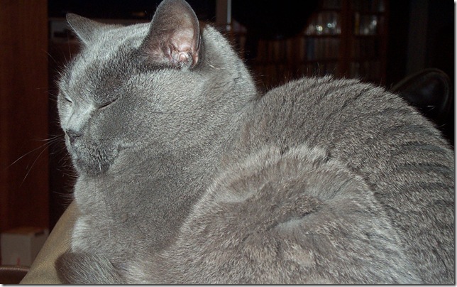 Взрослый британский кот серого окраса