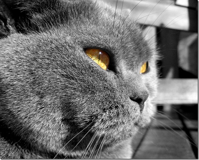 Британская длинношерстная кошка рыжего окраса