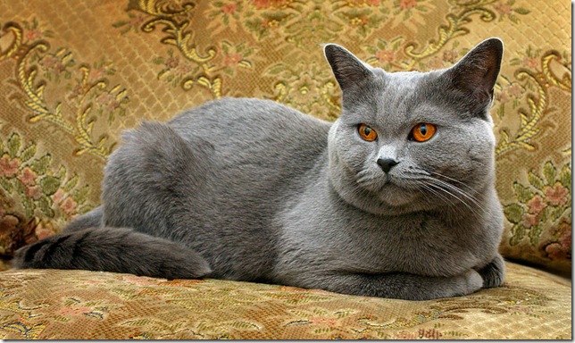 Британский кот в домашней обстановке