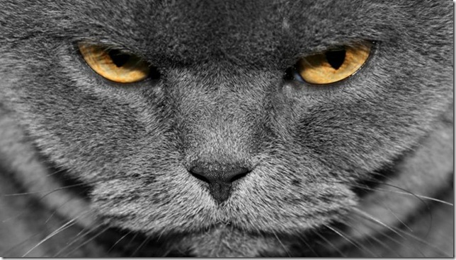 Морда британского кота крупным планом