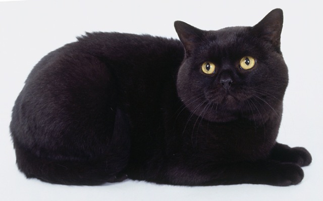Черный британский кот