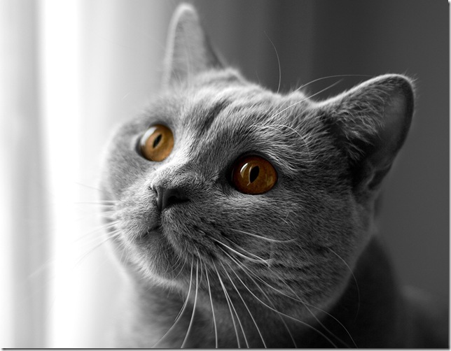 Британская кошка с плюшевой шерстью