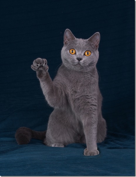 Британский котенок серого окраса