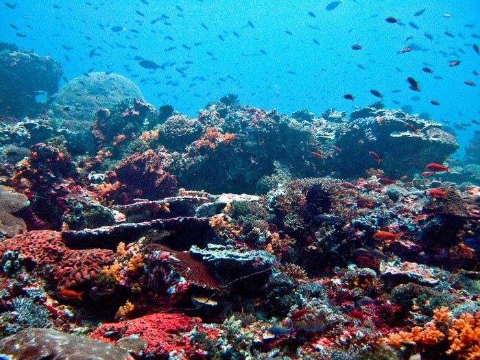 подводный мир острова