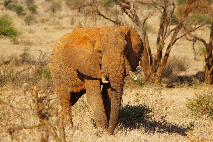 слон в африке