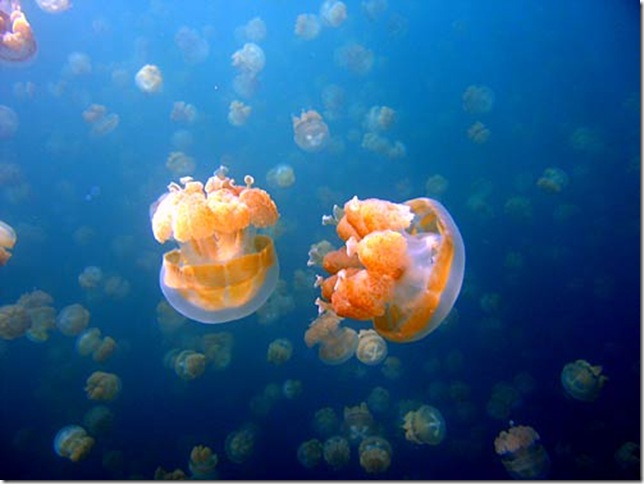 медузы палау