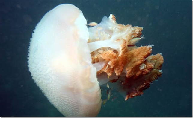 озеро медуз палау