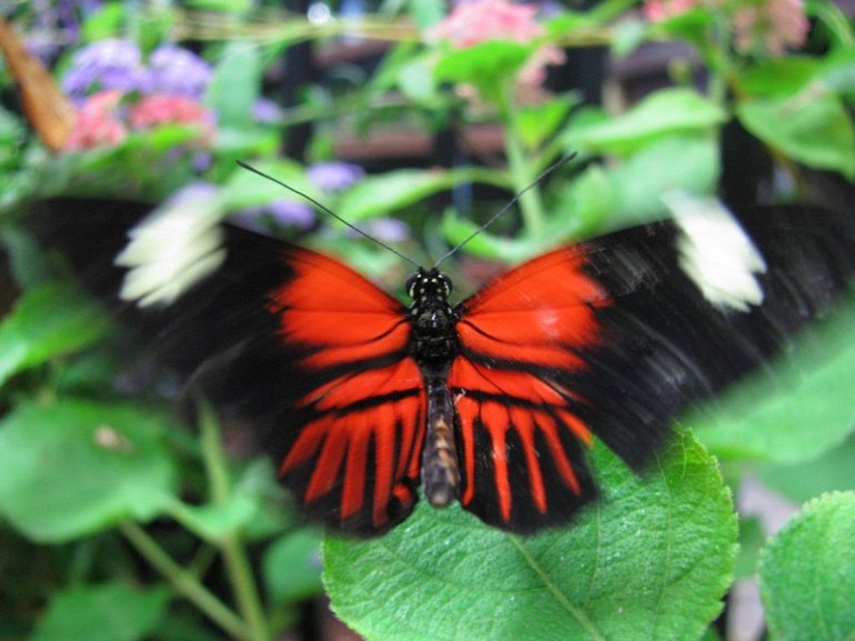 красивая бабочка