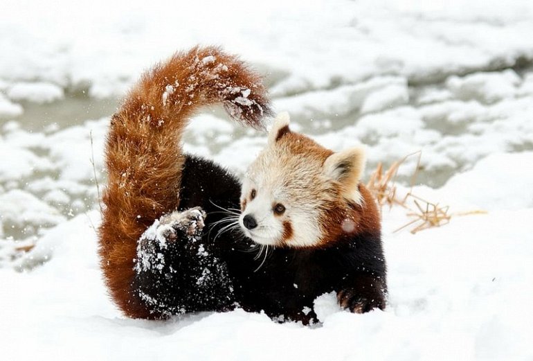 панда в снегу