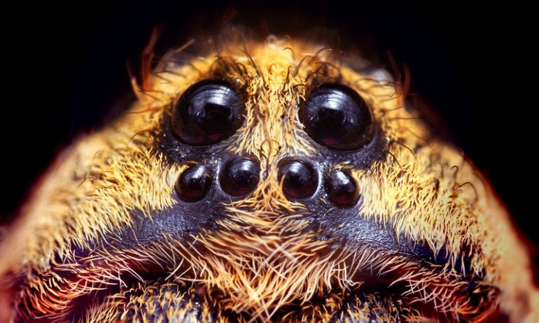 глаза у пауков