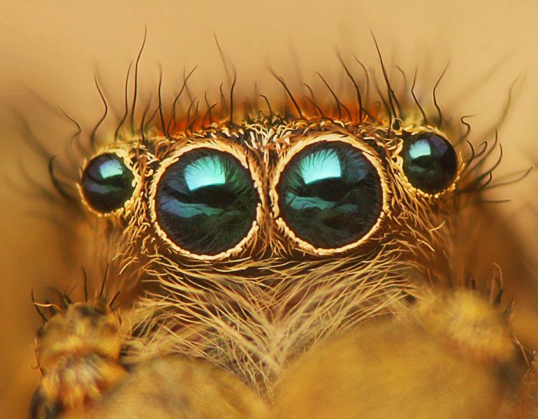 глаза паука