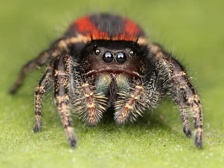 глаза паука