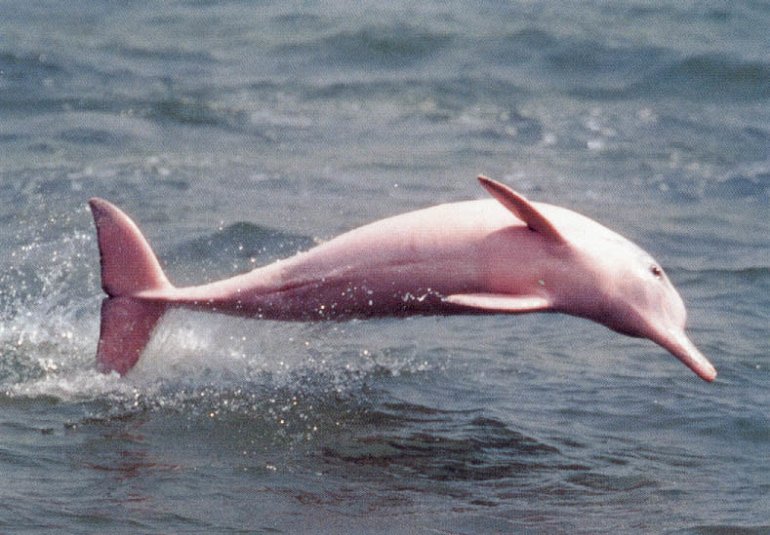 розовый дельфин амазонки