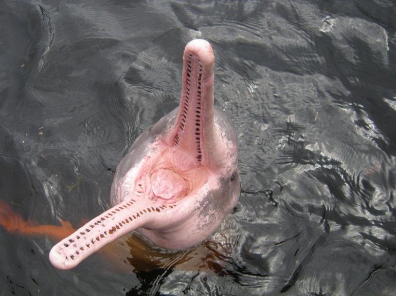 розовый дельфин