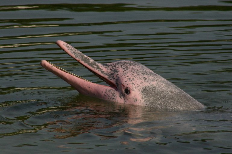 дельфин амазонки