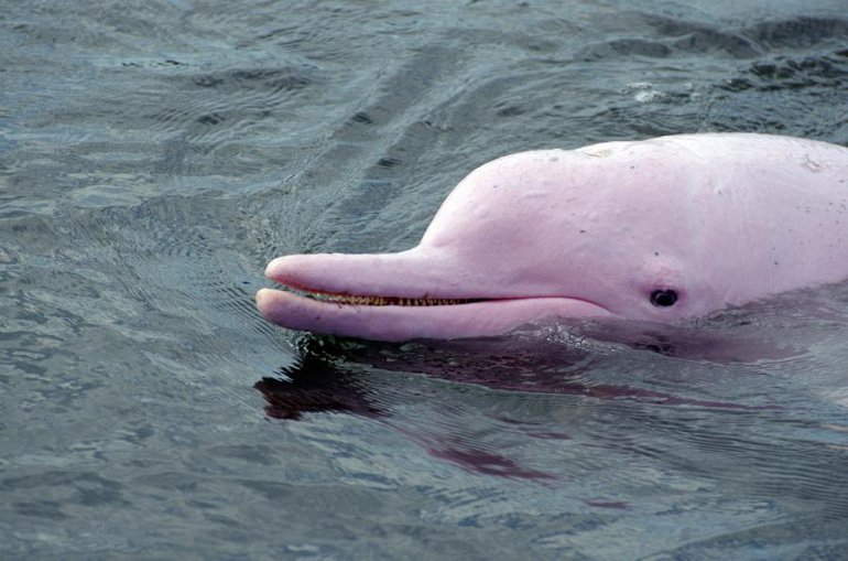 Амазонские Дельфины Фото С Названиями И Описанием