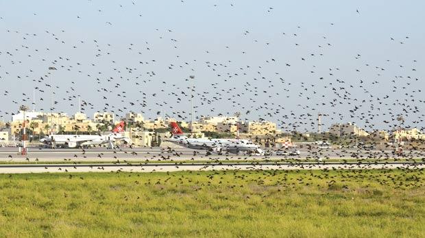 стаи птиц в аэропорту