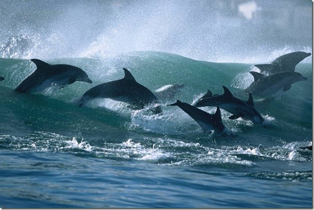 Dolphins_11
