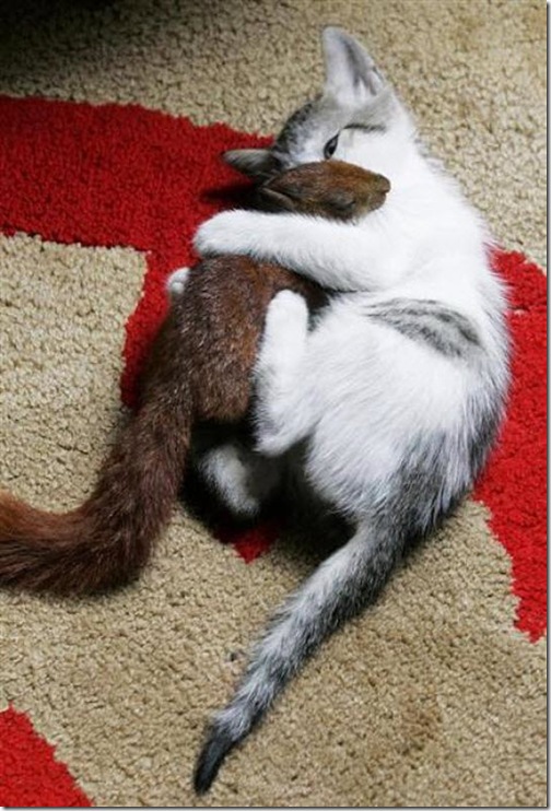 CAT-AND-squirrel-3