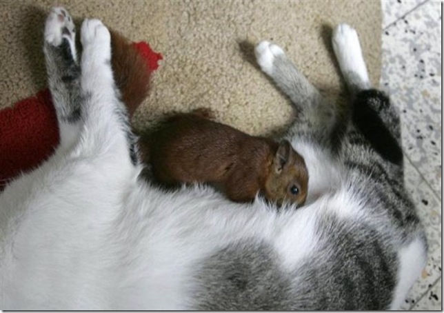 CAT-AND-squirrel-5-