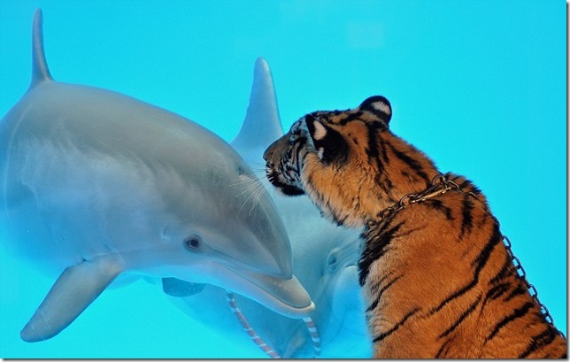 тигр и дельфин