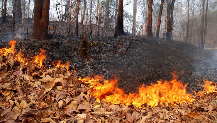 Лесные пожары в свердловской области фото