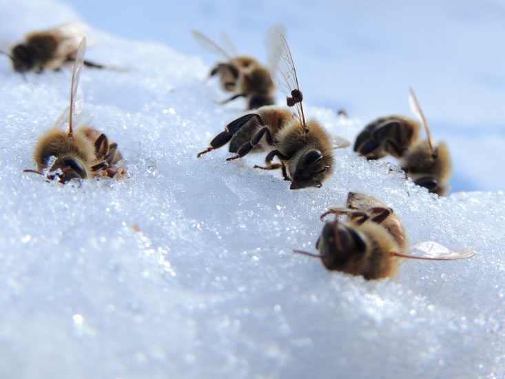 пчелы зимой