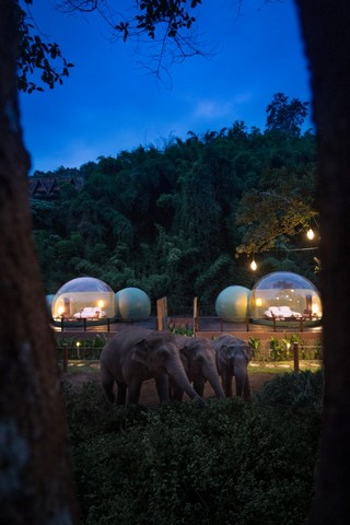 отель среди слонов