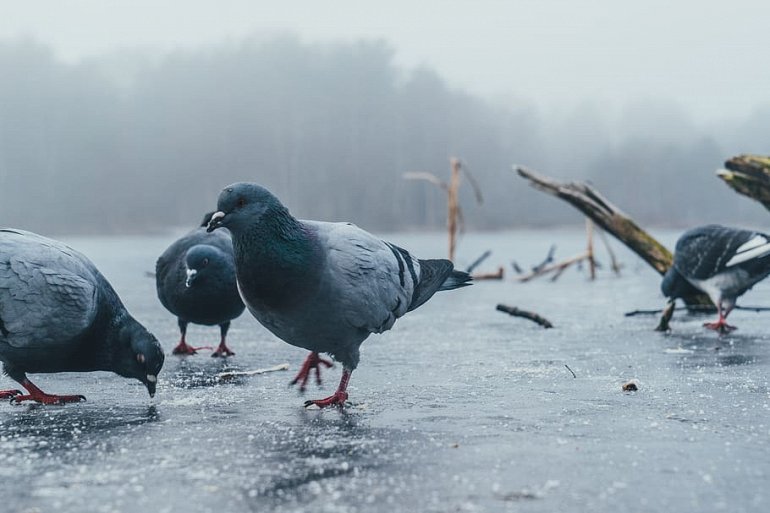 голуби под дождем