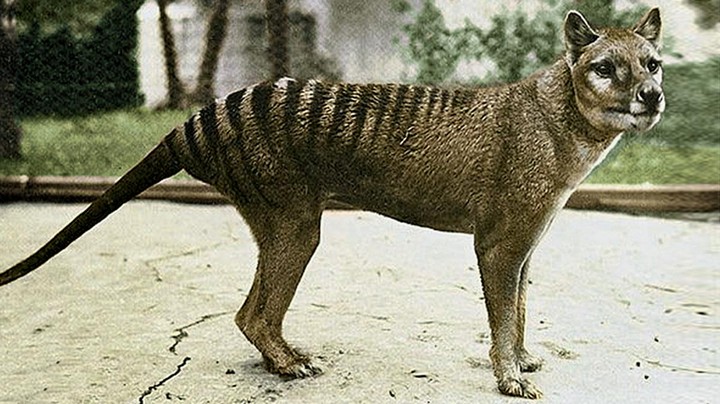 тасманийский тигр