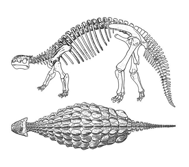 рисунок анкилозавра