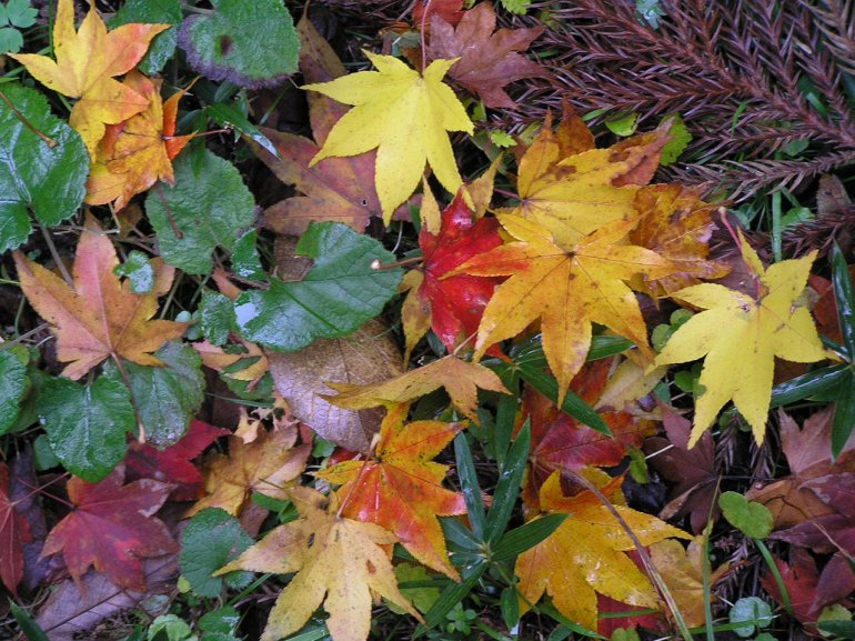 листья меняют цвет