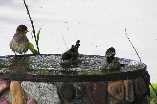 ванная для птиц