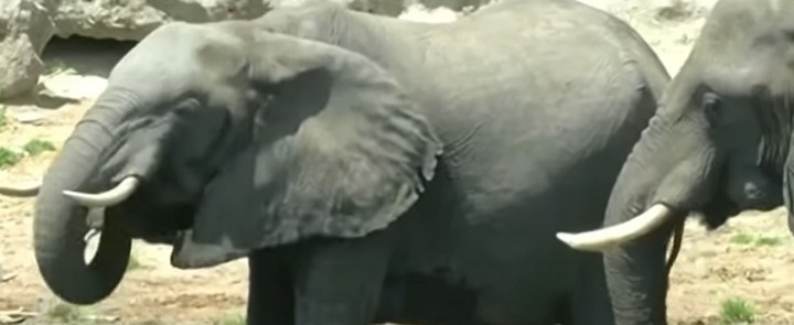 слоны в ботсване