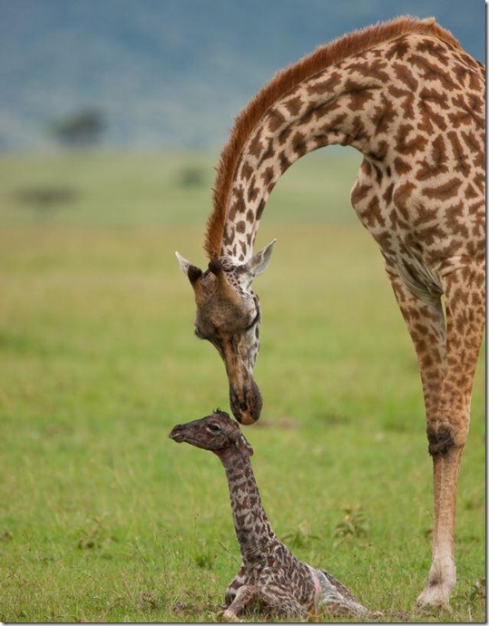 baby-giraffe-1