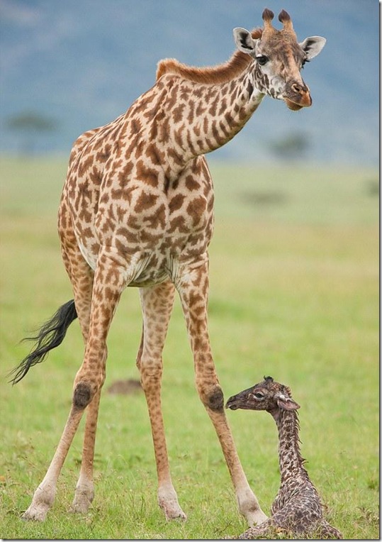 baby-giraffe-2