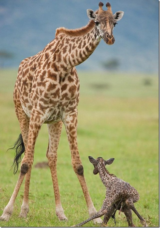 baby-giraffe-3