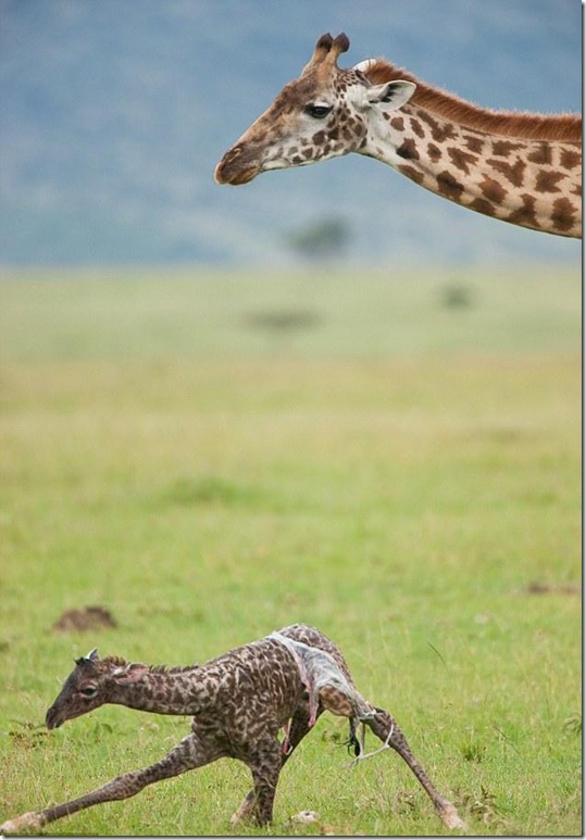 маленький жираф