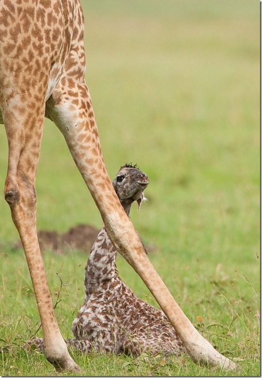 baby-giraffe-5