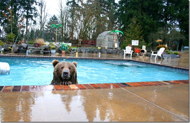 bear-in-pool
