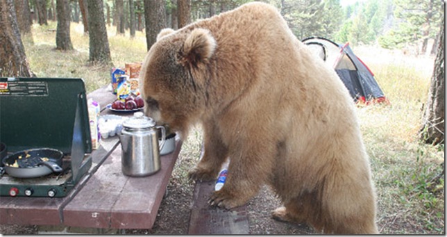 bear-picnic
