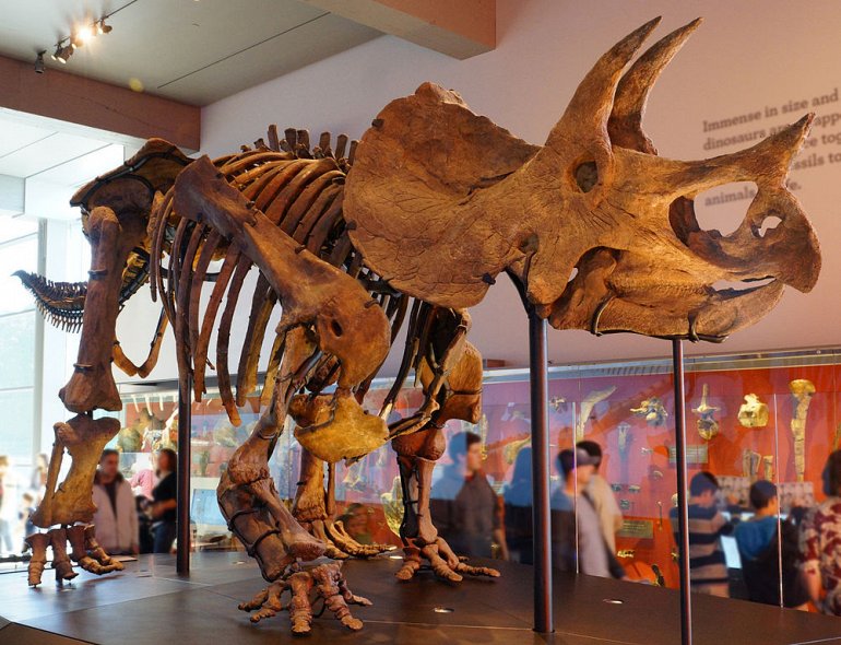 динозавр в музее