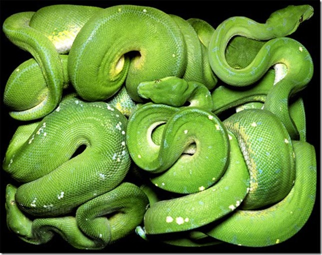 big-green-snake