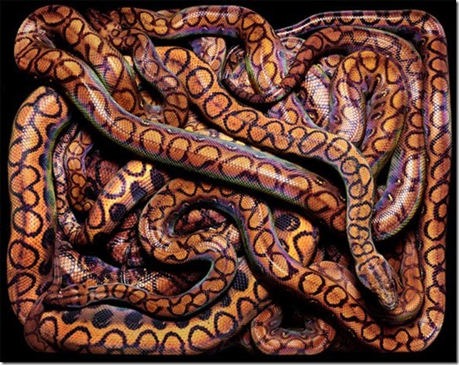 brown-snake