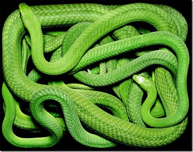 green-snake