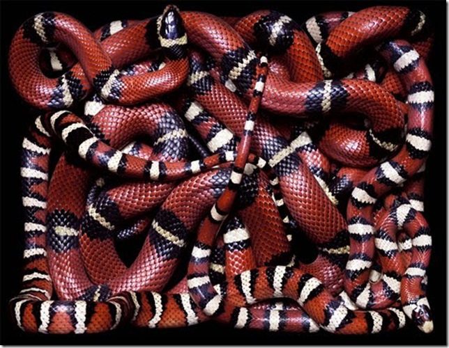 red-and-black-snake