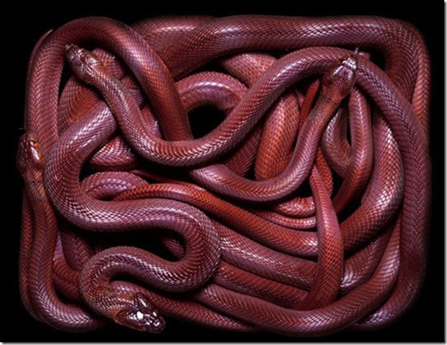 red-snake