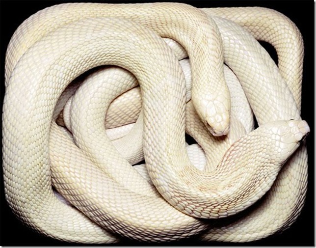 white-cobra